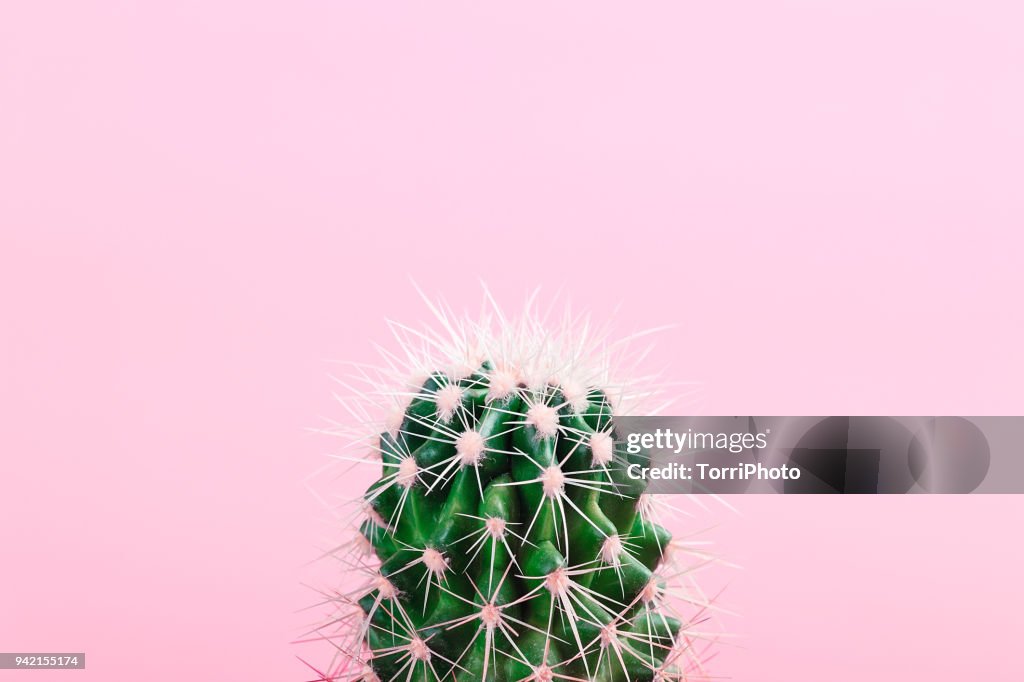 Green cactus on pastel pink background. Pop art minimalist design