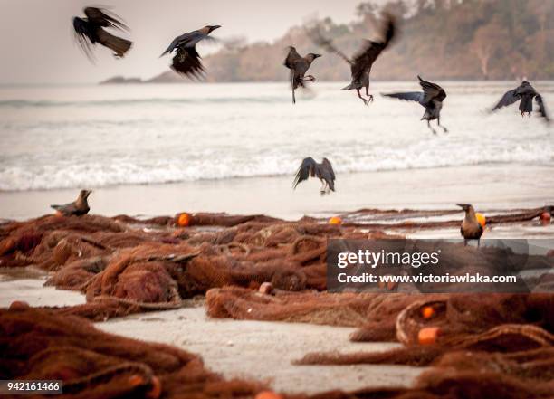 crows taking off from a fishing net in palolem beach - palolem beach stock pictures, royalty-free photos & images