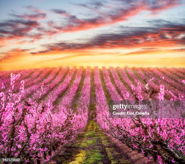 sonnenuntergang landschaft mit peach blossom baum im frühjahr in aitona, katalonien, spanien - peach orchard stock-fotos und bilder