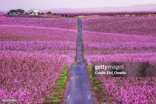 blossom peach tree in spring in aitona, catalonia, spain - lerida stock pictures, royalty-free photos & images