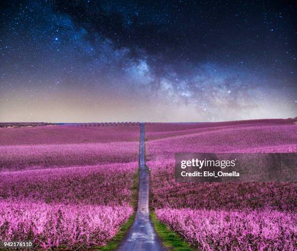 blossom peach tree at night in aitona, catalonia, spain - footpath road stock pictures, royalty-free photos & images