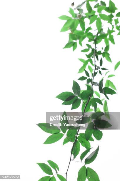 green leaf on white background - epipremnum stock pictures, royalty-free photos & images