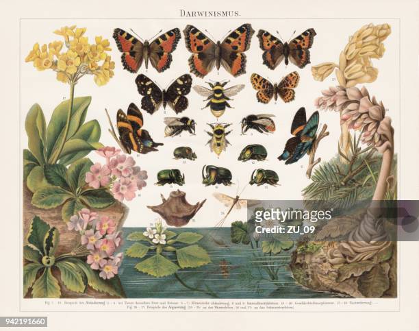 darwinismus, natürliche selektion von lebenden organismen, lithographie, veröffentlicht im jahre 1897 - small tortoiseshell butterfly stock-grafiken, -clipart, -cartoons und -symbole
