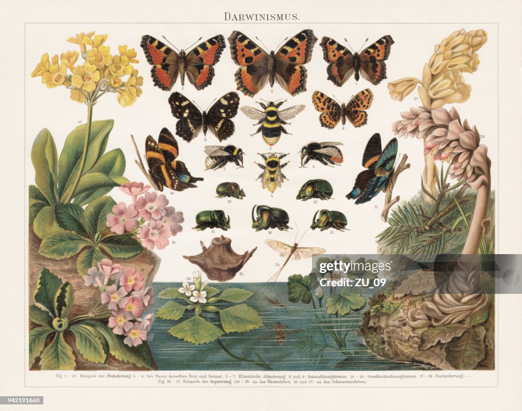 Litografia do darwinismo, a Seleção Natural de organismos vivos, publicado em 1897