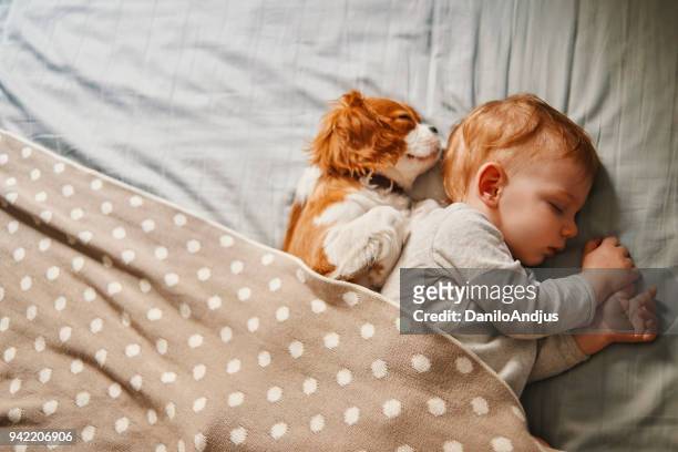 baby and his puppy sleeping peacefully - puppies stock pictures, royalty-free photos & images