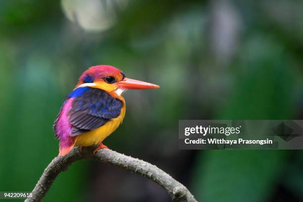 beautiful bird, oriental dwarf kingfisher - kingfisher river stock pictures, royalty-free photos & images