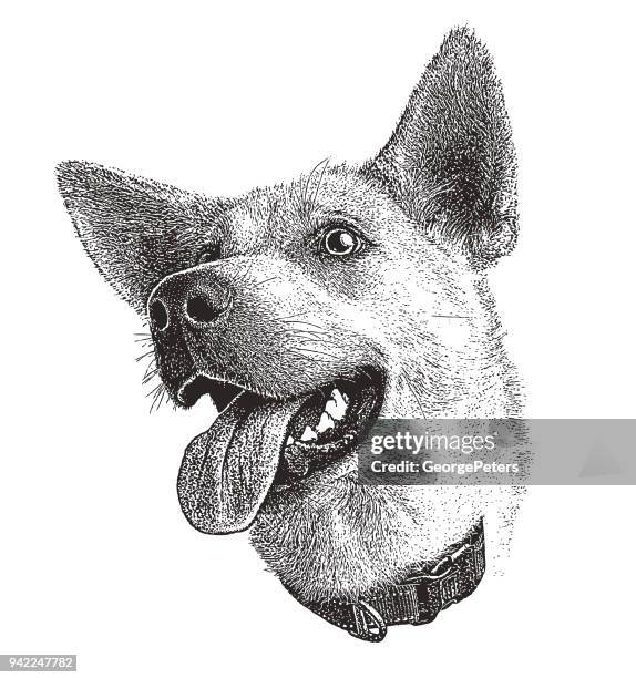 59点のシベリアンハスキーイラスト素材 Getty Images 59点のシベリアンハスキーイラスト素材 Getty Images