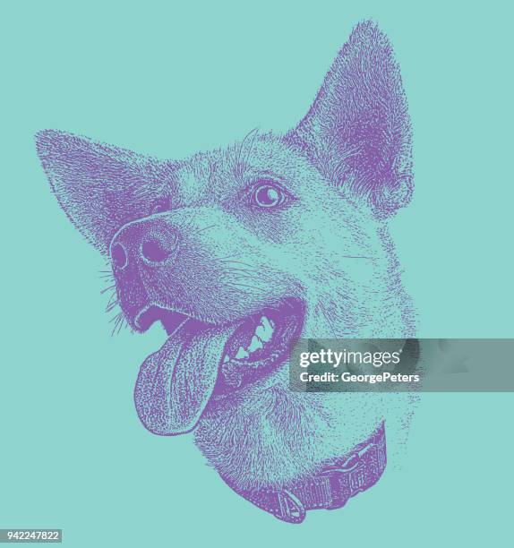 stipple illustration of a smiling siberian husky - siberian husky with blue eyes stock illustrations