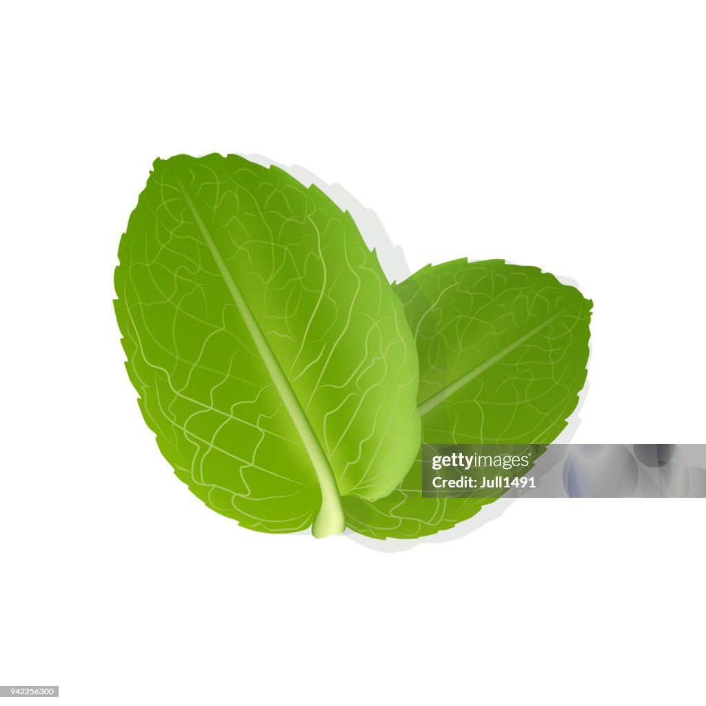 Realistic fresh mint leaves on white background.