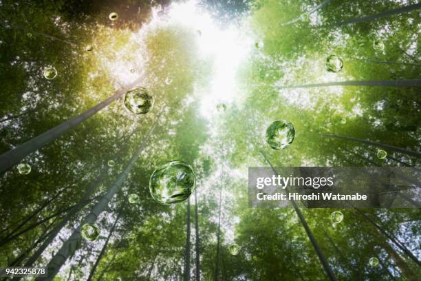 water drops in the bamboo grove - pura vida saying imagens e fotografias de stock