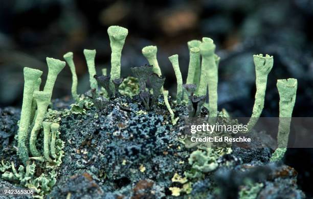 pixie-cup lichen (cladonia cenotes) a fruiticose, boreal forest lichen - cladonia stock pictures, royalty-free photos & images