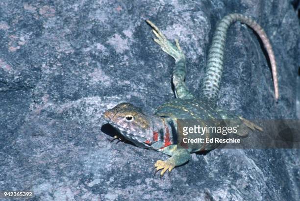 common collared lizard (crotaphytus collaris) male basking in the sun - lagarto de collar fotografías e imágenes de stock