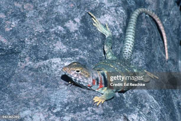 common collared lizard (crotaphytus collaris) male basking in the sun - crotaphytidae stock pictures, royalty-free photos & images