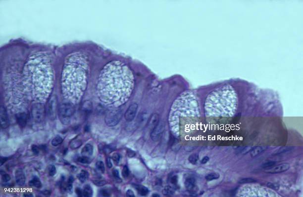 goblet cells and simple columnar epithelium in the large intestine 250x - simple columnar epithelial cell stock pictures, royalty-free photos & images