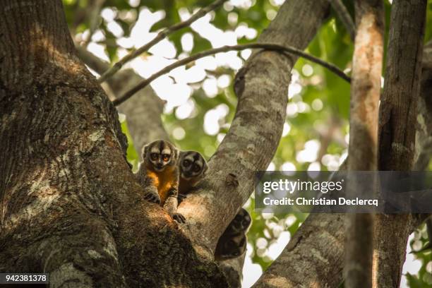 pacaya samiria national reserve - iquitos - peru - national wildlife reserve stock-fotos und bilder