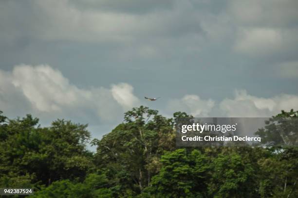 pacaya samiria national reserve - iquitos - peru - hoatzin stock pictures, royalty-free photos & images
