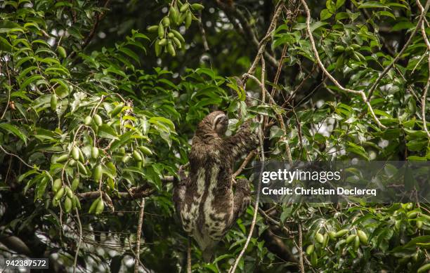pacaya samiria national reserve - iquitos - peru - hoatzin foto e immagini stock