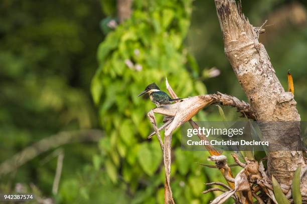 pacaya samiria national reserve - iquitos - peru - hoatzin stock pictures, royalty-free photos & images