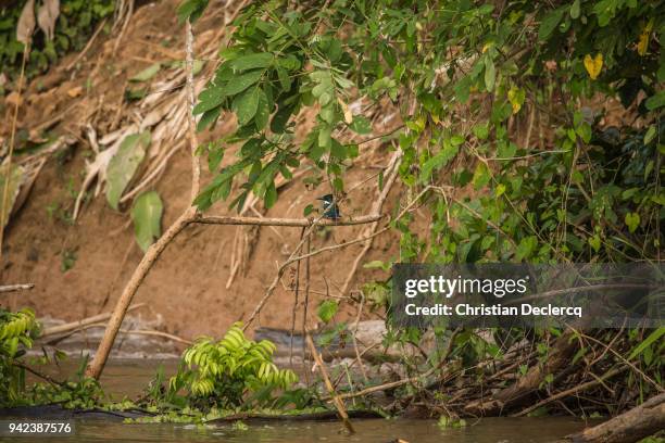 pacaya samiria national reserve - iquitos - peru - hoatzin stock pictures, royalty-free photos & images