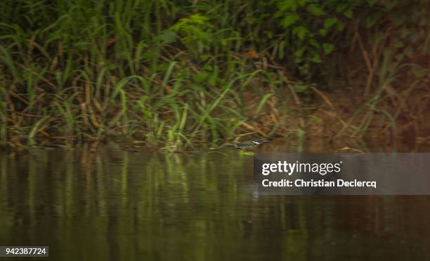 pacaya samiria national reserve - iquitos - peru - hoatzin stock pictures, royalty-free photos & images