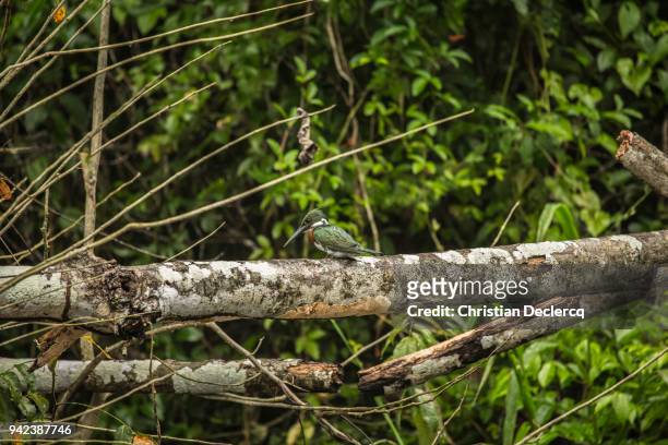 pacaya samiria national reserve - iquitos - peru - hoatzin foto e immagini stock