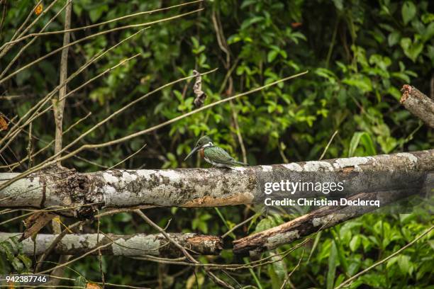 pacaya samiria national reserve - iquitos - peru - hoatzin stock pictures, royalty-free photos & images