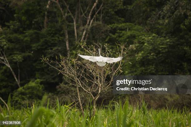 pacaya samiria national reserve - iquitos - peru - hoatzin stock pictures, royalty-free photos & images