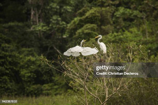 pacaya samiria national reserve - iquitos - peru - hoatzin stock pictures, royalty-free photos & images