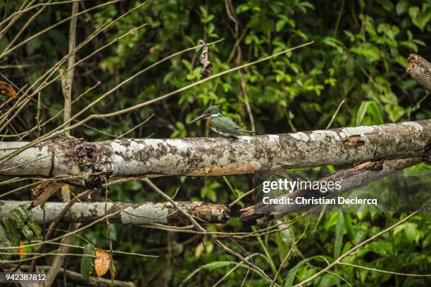 pacaya samiria national reserve - iquitos - peru - hoatzin stock pictures, royalty-free photos & images