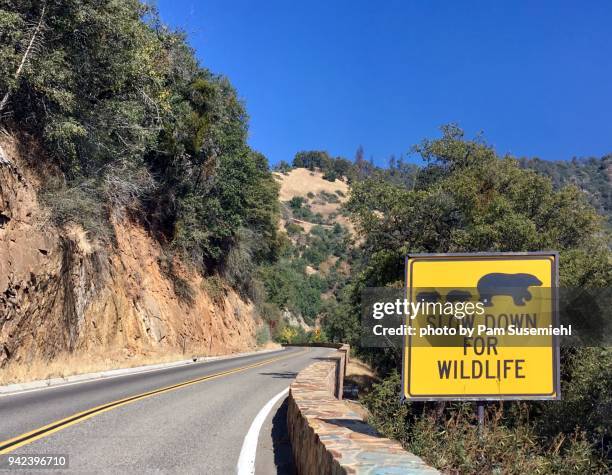 bear crossing road sign - california bear stock pictures, royalty-free photos & images