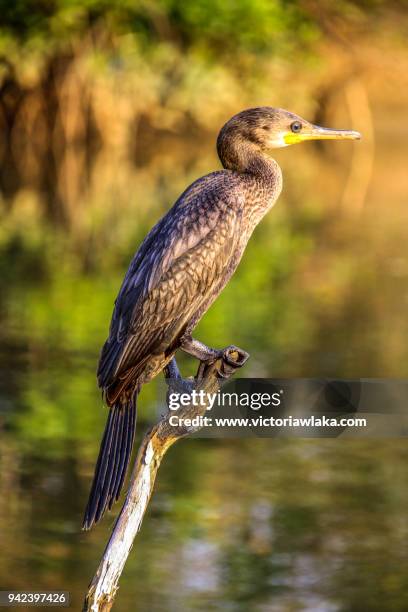cormorant sitting on a wooden pole - palolem beach stock pictures, royalty-free photos & images