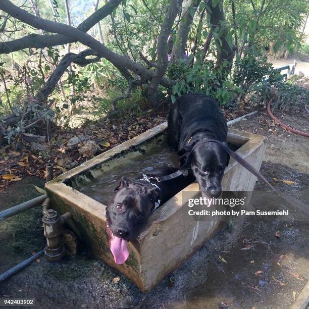panting dogs in park water trough - american rottweiler stock pictures, royalty-free photos & images