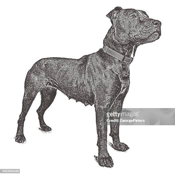 female pit bull terrier dog hoping to be adopted - attack dog stock illustrations