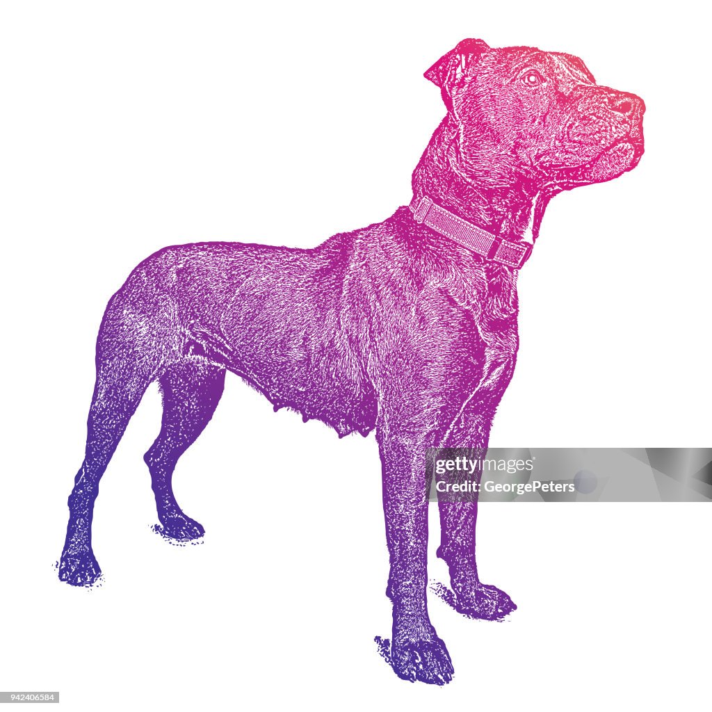 Female Pit Bull Terrier dog hoping to be adopted