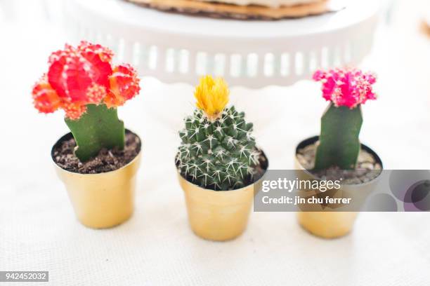 colorful cactus and succulent baby shower - small dinner party stock pictures, royalty-free photos & images