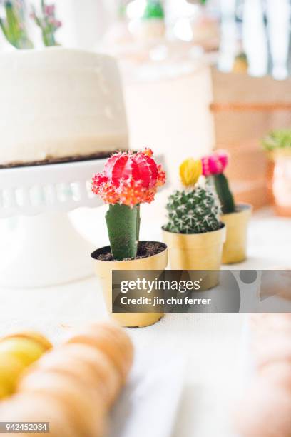 cactus and succulent baby shower succulent decor - small dinner party stock pictures, royalty-free photos & images