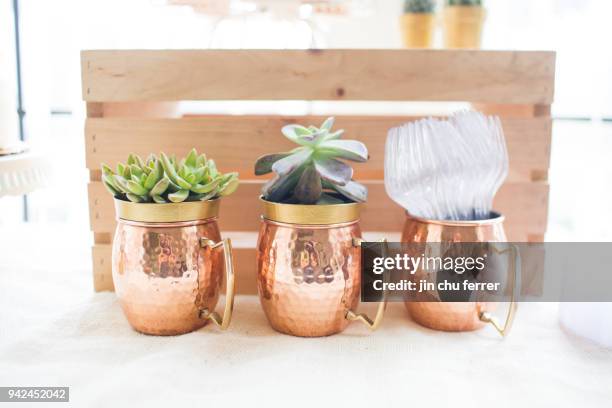 gold potted succulents. - bestek stockfoto's en -beelden