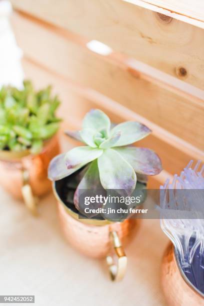 succulents in copper mugs. - small dinner party stock pictures, royalty-free photos & images