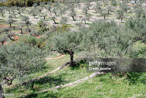 cultivo de árboles de oliva en campo terraplenado - kalamata olive fotografías e imágenes de stock