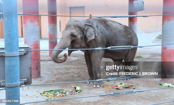 Los Angeles Zoo elephant Tina, eats fruit among displays of fruit for the animals during a media preview in Los Angeles, California on April 5, 2018...