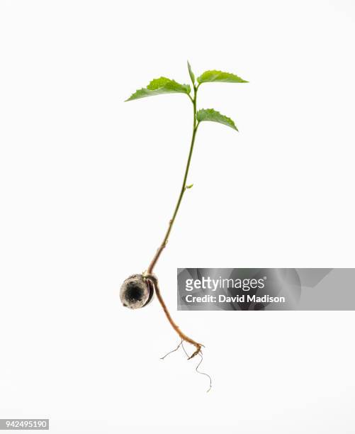 california live oak seedling - live oak tree stock pictures, royalty-free photos & images