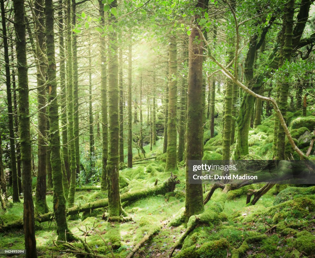 Forest in Killarney National Park, Kerry, Ireland