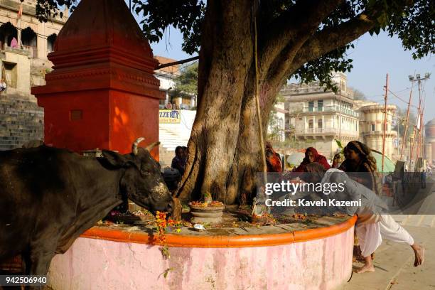 Cow considered holy in Hinduism stands by a tree next to a small Shiva Temple where Hindu women pray and put offerings and flowers on January 31,...