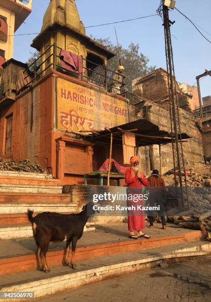 Goat watches a holy man offering early morning prayers to Ganga River in front of a Shiva Temple in Harish Chandra Ghat on January 28, 2018 in...
