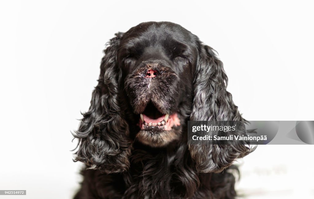 Cocker spaniel male recovering from Nose Cancer (Adenocarcinoma) surgery