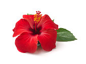 Red hibiscus flower isolated on white background,with clipping path.summer blossom