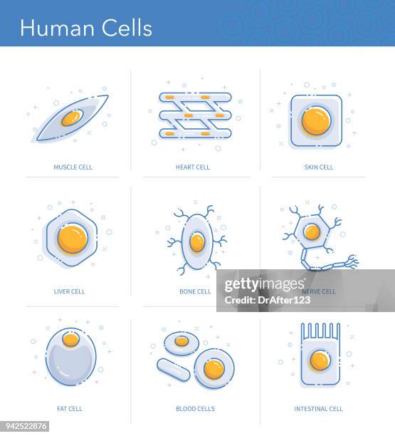 illustrations, cliparts, dessins animés et icônes de les cellules humaines icons set - cellule adipeuse