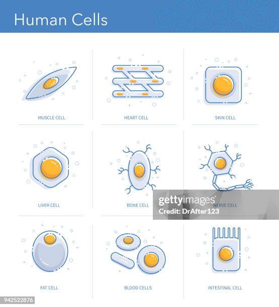 ひと細胞のアイコンを設定 - adipose cell点のイラスト素材／クリップアート素材／マンガ素材／アイコン素材