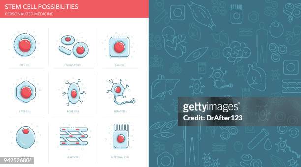 illustrazioni stock, clip art, cartoni animati e icone di tendenza di set di icone delle possibilità delle cellule staminali - cellula