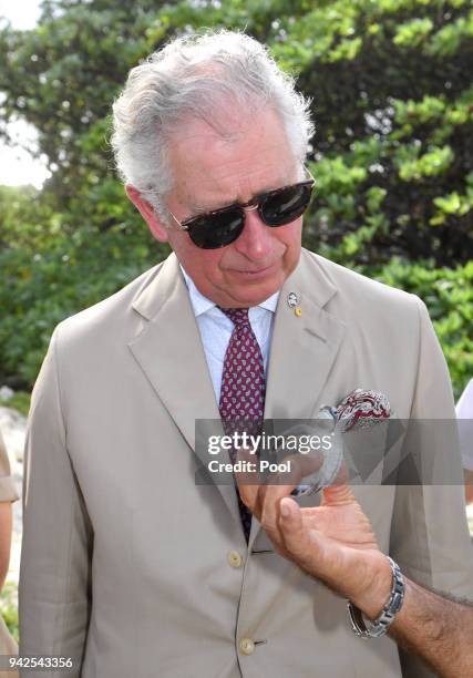 Prince Charles, Prince of Wales, with a green baby turtle, attends a roundtable meeting, discussing coral resilience on Lady Elliot Island on April...